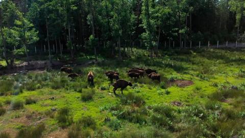 В национальном парке «Беловежская пуща» провели учет зубров