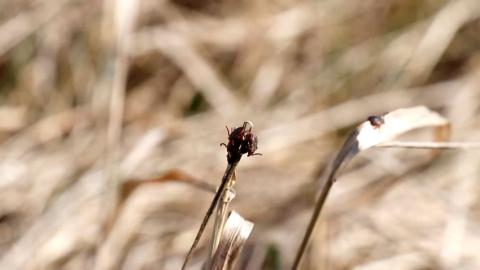В Беларуси зафиксирован старт сезона активности клещей