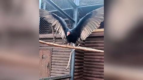 В Гродненском зоопарке животные возвращаются в уличные вольеры