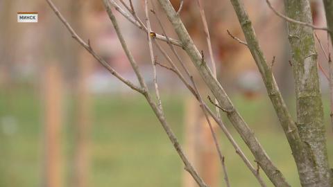 В масштабной экологической акции по озеленению «Зелёный двор вместе!» приглашают участвовать минчан