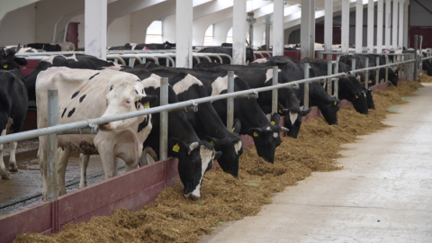 Производство молока в Беларуси к 2035 году планируют увеличить до 11,5 миллиона тонн