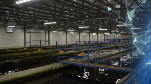 Выращивать форель начали в Краснопольском районе