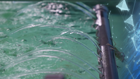 Начали разводить австралийских раков