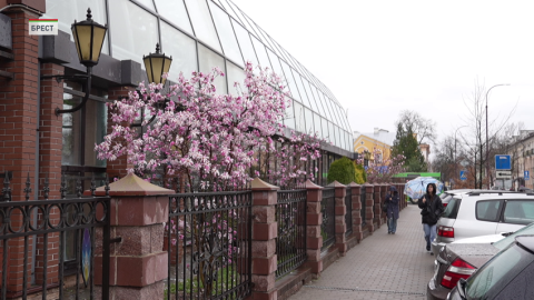 В Беларуси распускаются магнолии