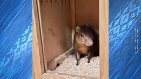 Агути Гродно Леня