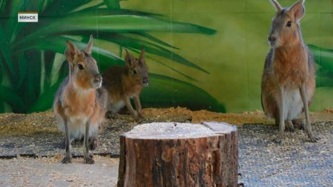 У мистера и миссис Смит – пополнение! У пары патагонских мар в Минском зоопарке родились два малыша
