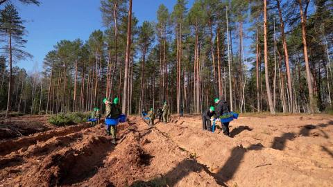 За весну в Беларуси высадили около 18,5 тысяч гектаров новых лесов