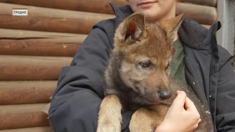 Як, дагестанский тур и два волчонка! В зоопарке Гродно показали новых обитателей