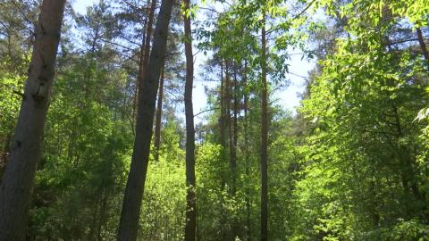 Министерство лесного хозяйства отмечает 90-летие