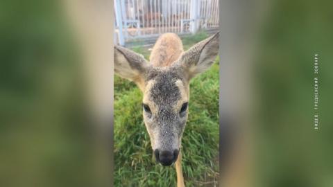 В Гродненском зоопарке выхаживают косуленка