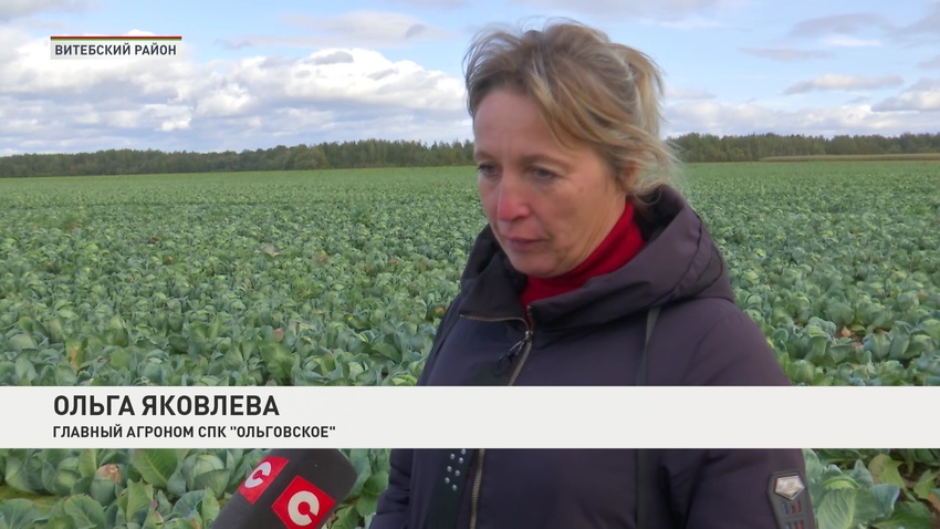 капуста-3 10.10.2023.jpg