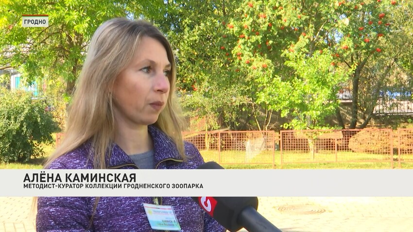 лисы-4 11.10.2023.jpg